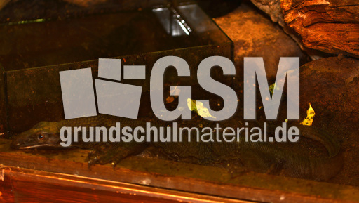 Raunackenwaran (2).jpg